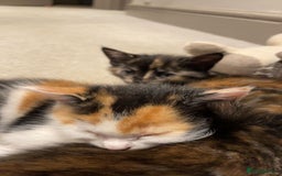Mixed Breed cats for sale: 3 kittens for sale.  - Image 13