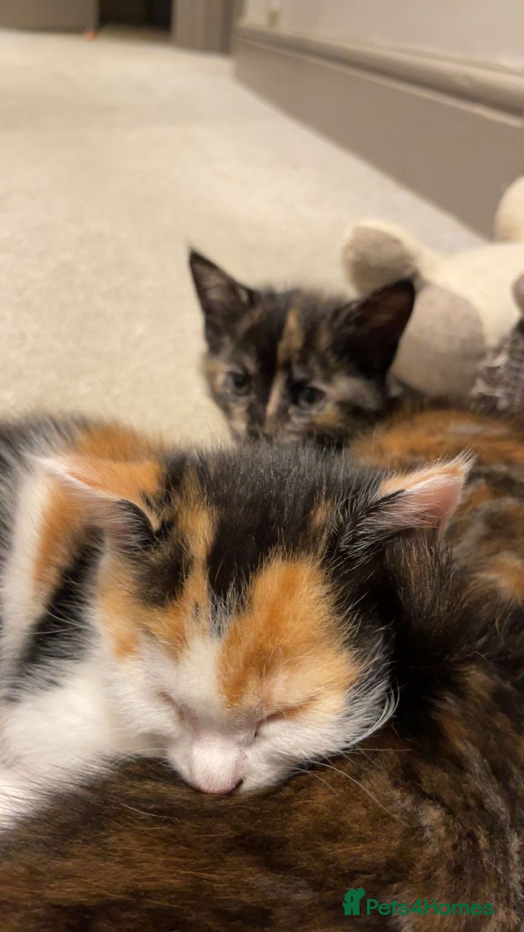 Mixed Breed cats for sale: 3 kittens for sale.  - Image 13