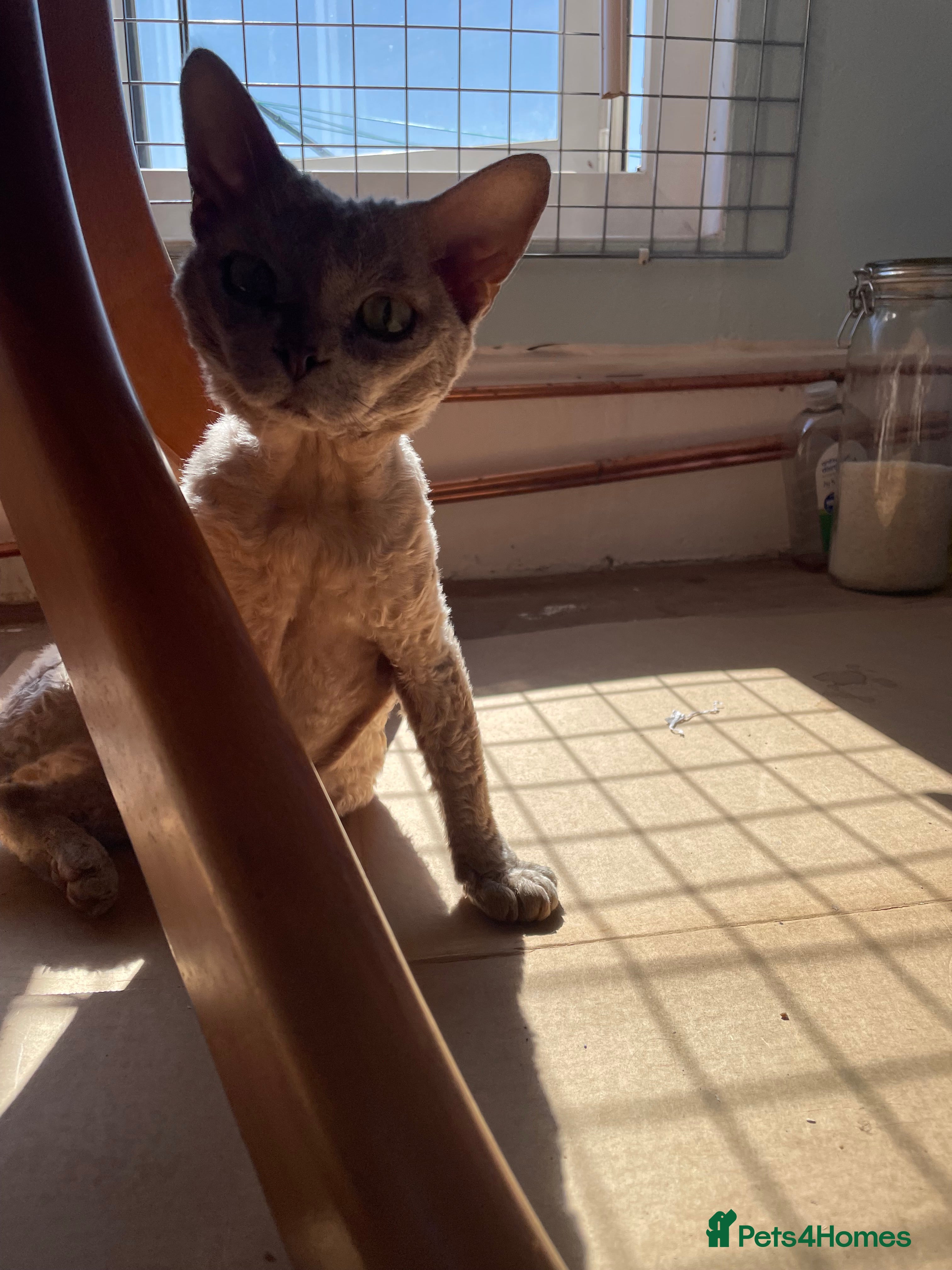 Devon Rex cats Devon Rex lilac - Advert 1