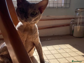 Devon Rex cats Devon Rex lilac - Advert 14