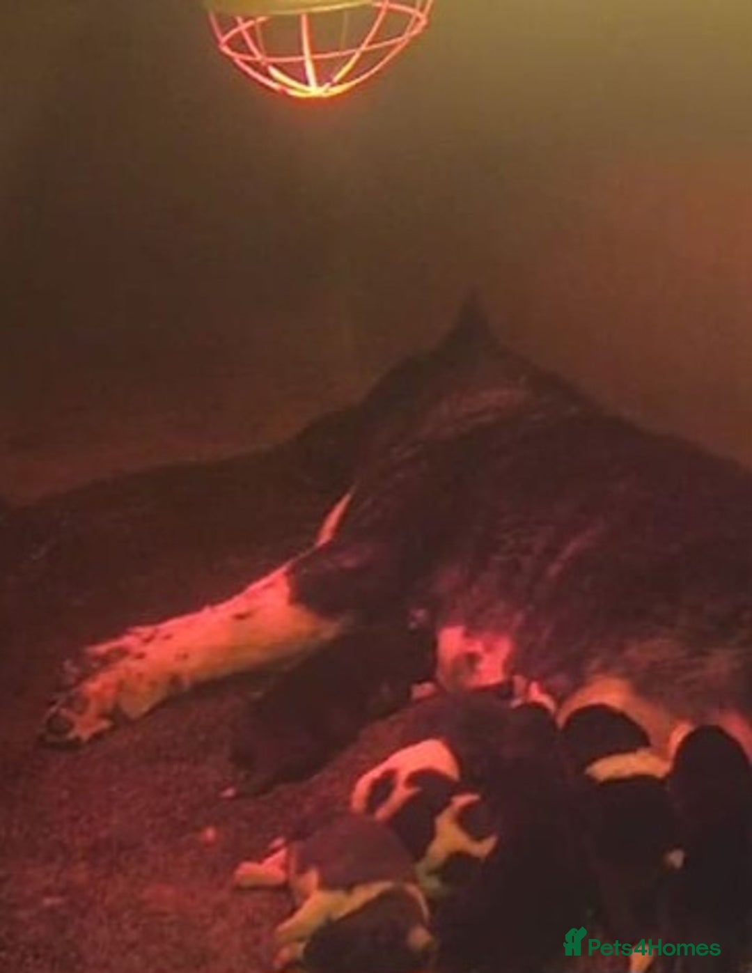 Akita dogs for sale: Kc Registered American Akita Puppies  - Advert 1