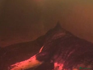 Akita dogs Kc Registered American Akita Puppies - Advert 5