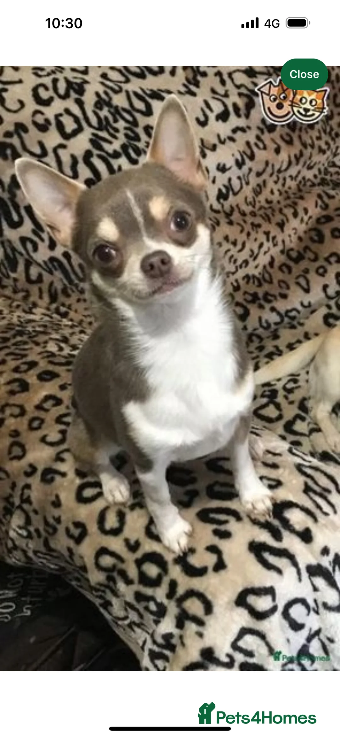 Chihuahua dogs for stud: kc stunning small boys stud only in Mansfield - Advert 13