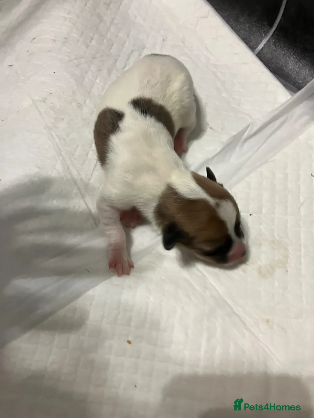 Jack Russell dogs for sale: Jack Russel puppies for sale  in Spennymoor - Advert 7