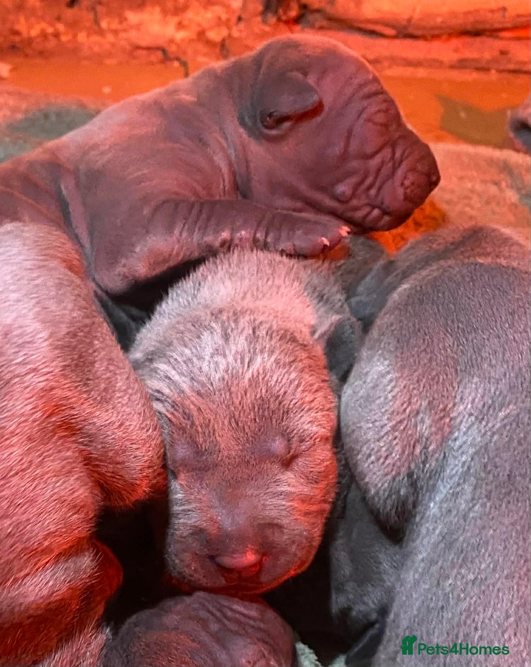 Thai Ridgeback dogs for sale: Thai Ridgeback puppy’s 🏆 - Advert 5