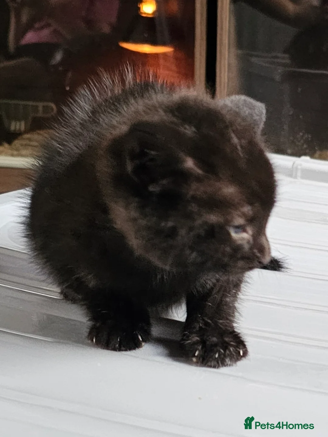 Mixed Breed cats for sale: 2 beautiful kittens - Advert 2