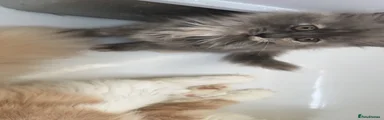 British Longhair 3