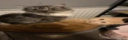 British Shorthair cats for sale: Sushi, chopstick - Advert 8