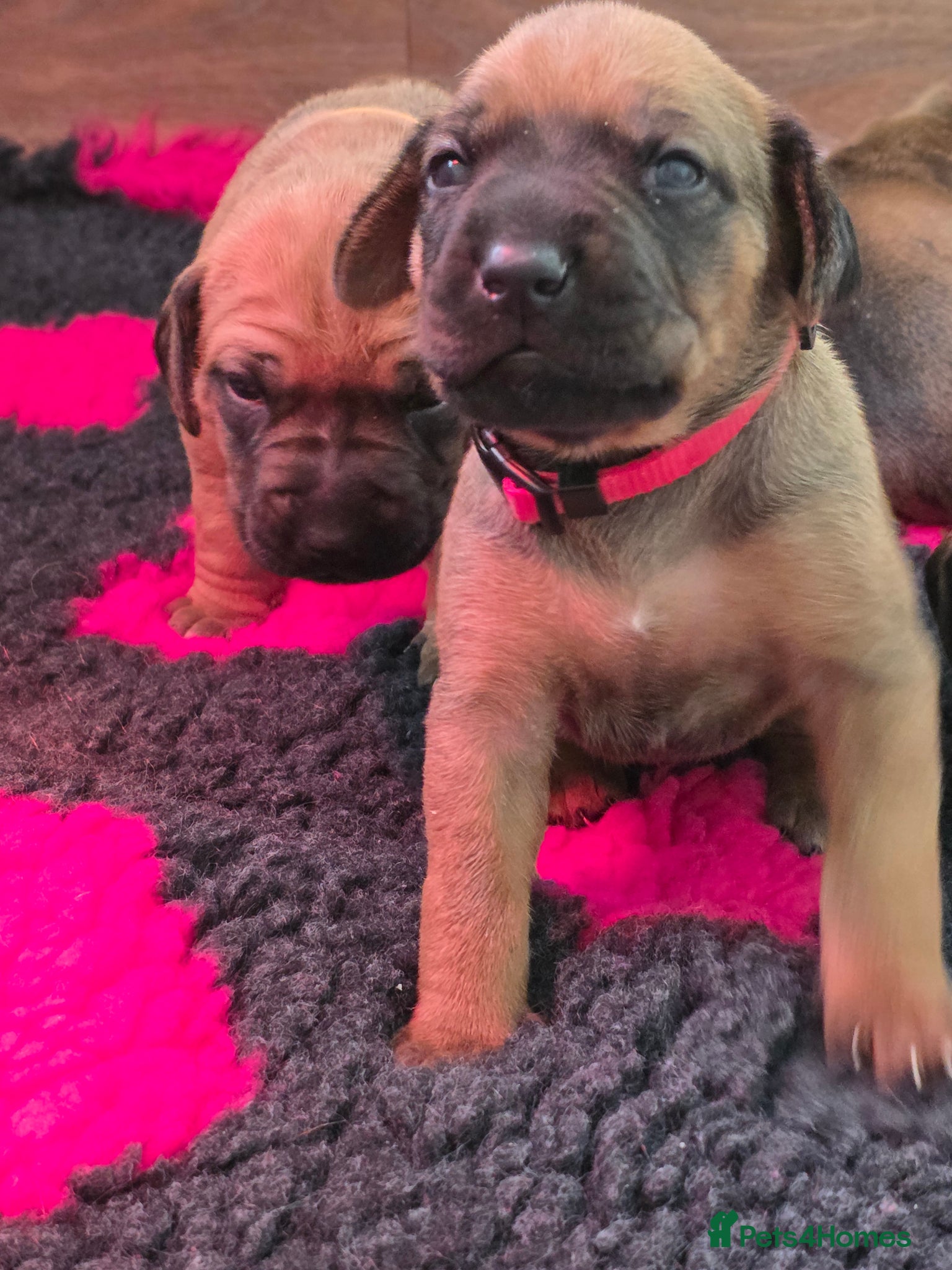 Rhodesian Ridgeback dogs Outstanding Rhodesian Ridgeback Puppies - Advert 11