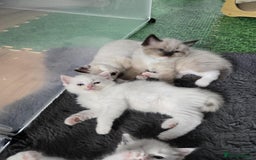 Ragdoll cats for sale: Pure ragdoll kittens for sale - Image 4