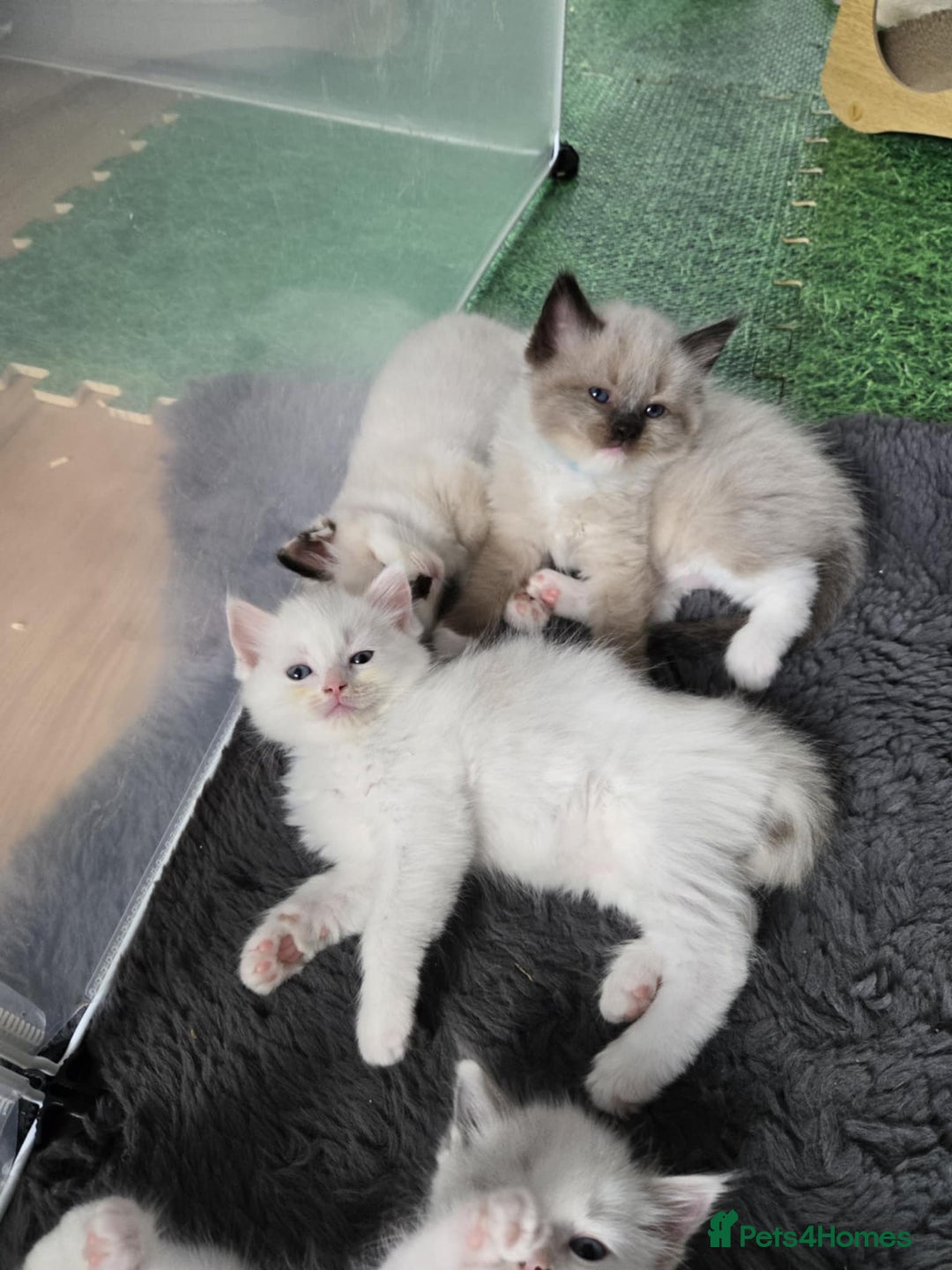 Ragdoll cats for sale: Pure ragdoll kittens for sale - Image 4