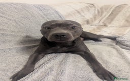 Staffordshire Bull Terrier dogs for sale: Blue female staff for sale  - Image 36