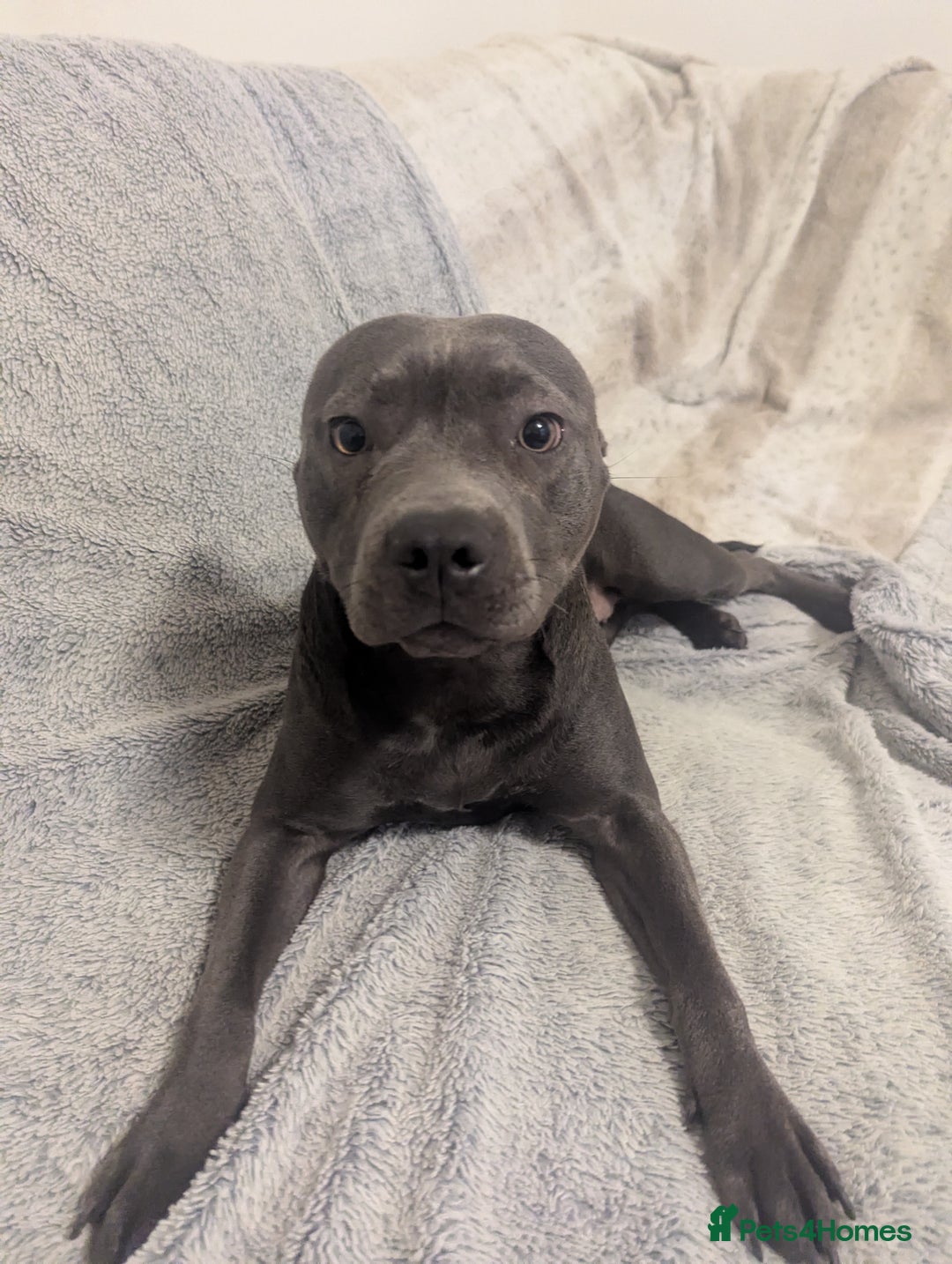 Staffordshire Bull Terrier dogs for sale: Blue female staff for sale  - Image 36