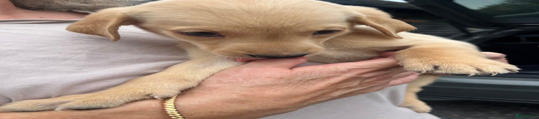 Labrador Retriever Puppy 1