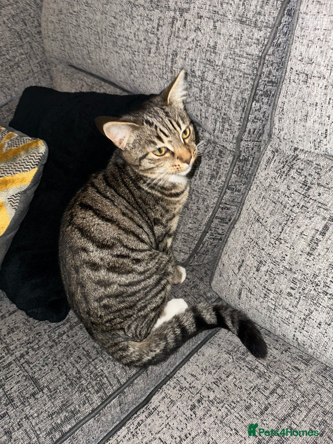 Mixed Breed cats for sale: 6 month female kitten ready for new home - Advert 6