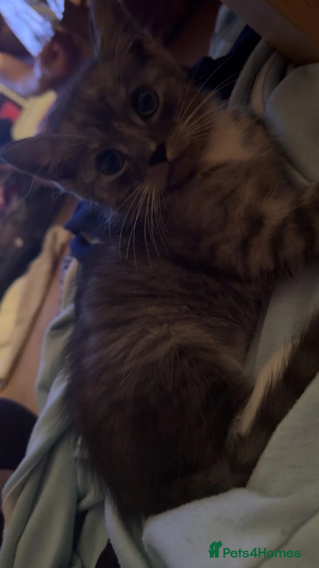 British Shorthair cats for sale: Adorable grey and white British short hair kitten  in London - Advert 2
