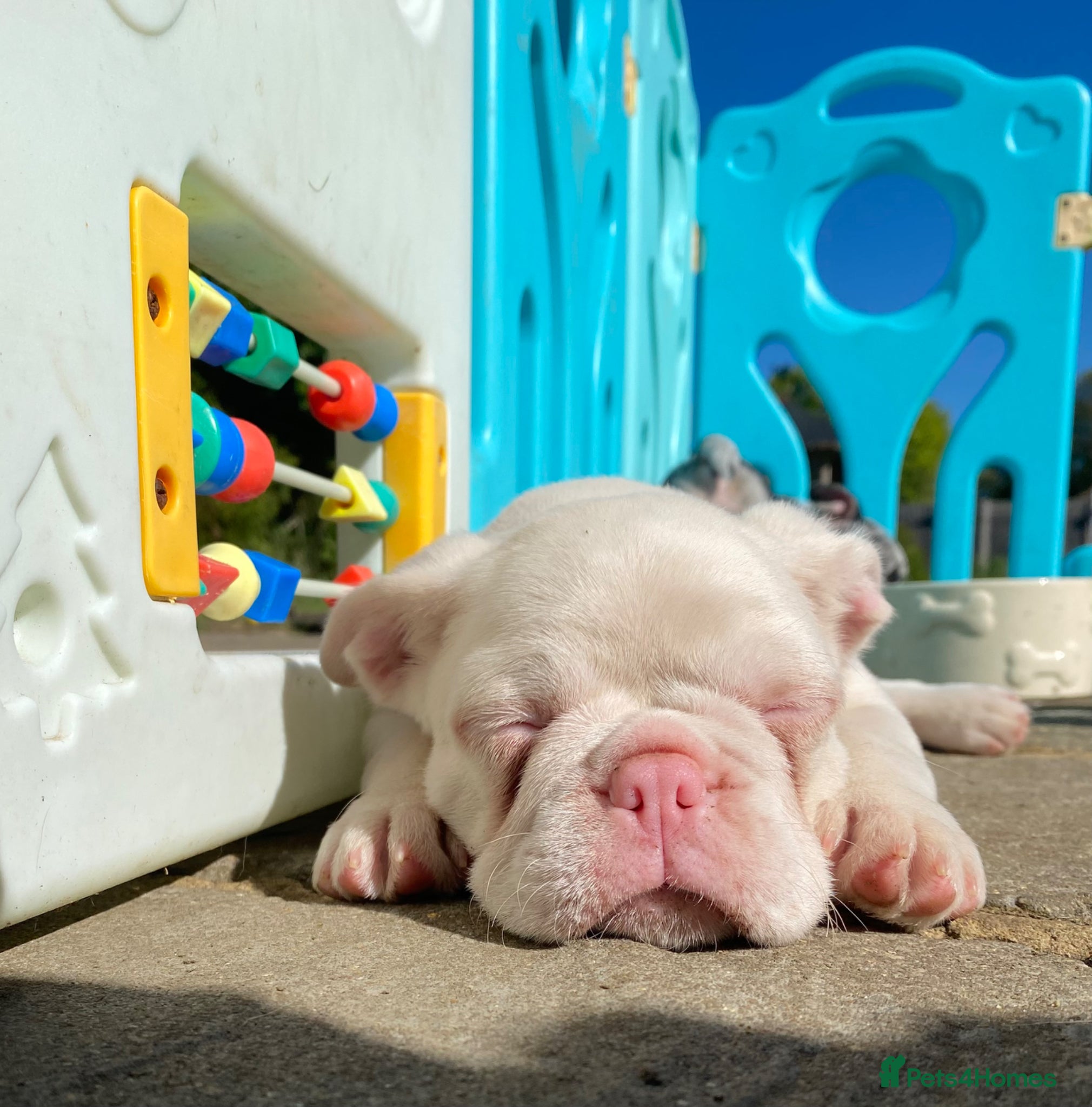 French Bulldog dogs Reduced KC registered French Bulldog puppies - Advert 2