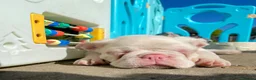 French Bulldog dogs for sale: Last KC registered French Bulldog puppy - Advert 19