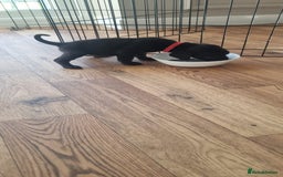 Mixed Breed dogs for sale: Gorgeous Black Poogledoodles Kid-Friendly Beauties - Image 18