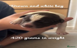 Mixed Breed dogs for sale: Puppies for sale - Image 9