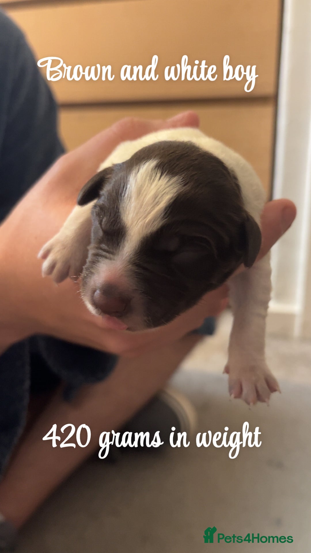 Mixed Breed dogs for sale: Puppies for sale - Image 9