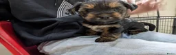 Yorkshire Terrier dogs for sale: 2 beautiful Yorkies in Birmingham - Advert 9