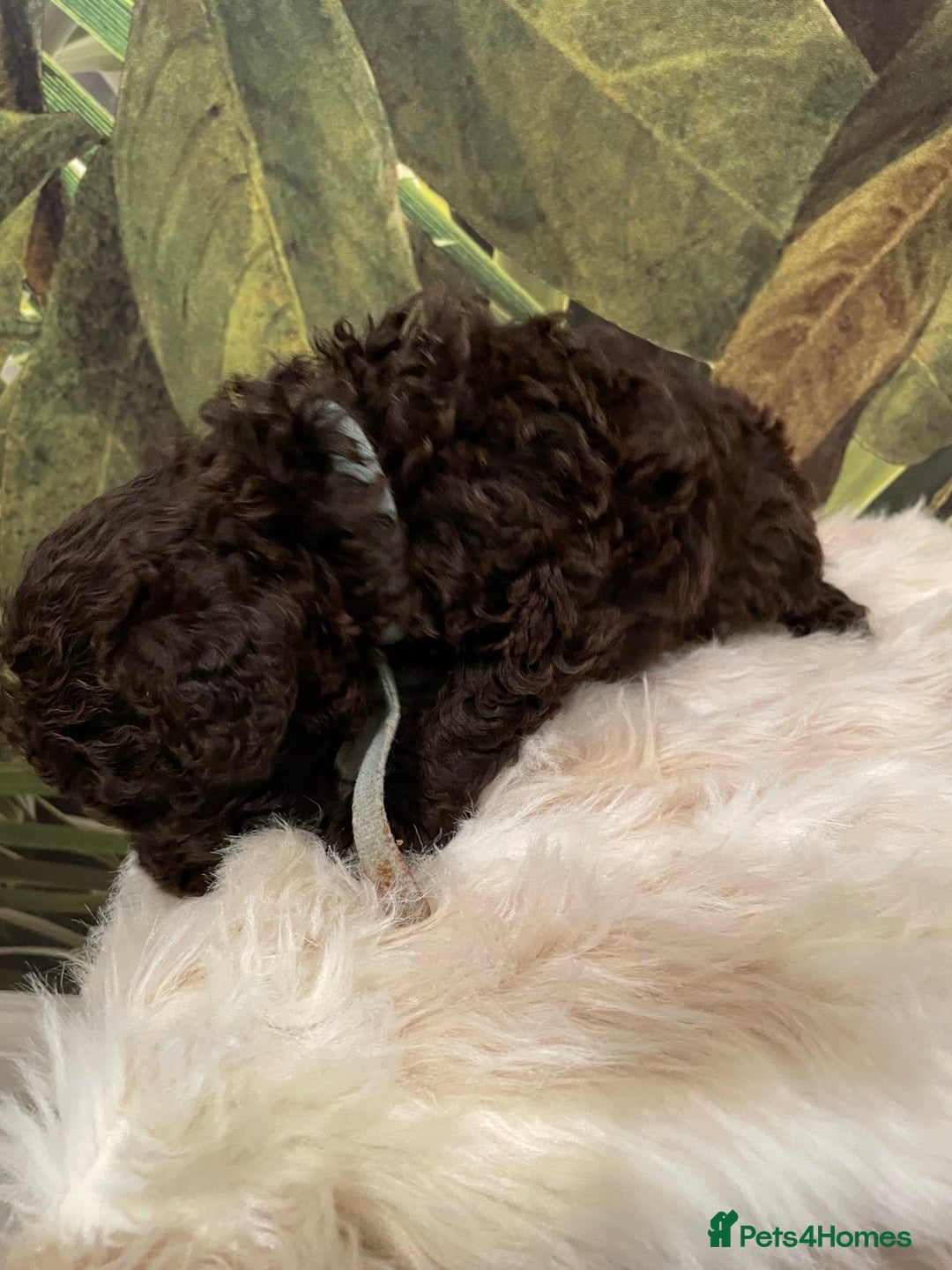 Miniature Poodle dogs for sale: Brown Poodle Puppies Ready Now. Chipped & Checked - Advert 7