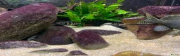 Cichlids fish for sale: Tanganyika Cichlids +Malawi Hap. in Salisbury - Advert 4