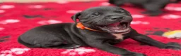 Staffordshire Bull Terrier dogs for sale: KC Health Tested Staffordshire Bull Terriers - Advert 17