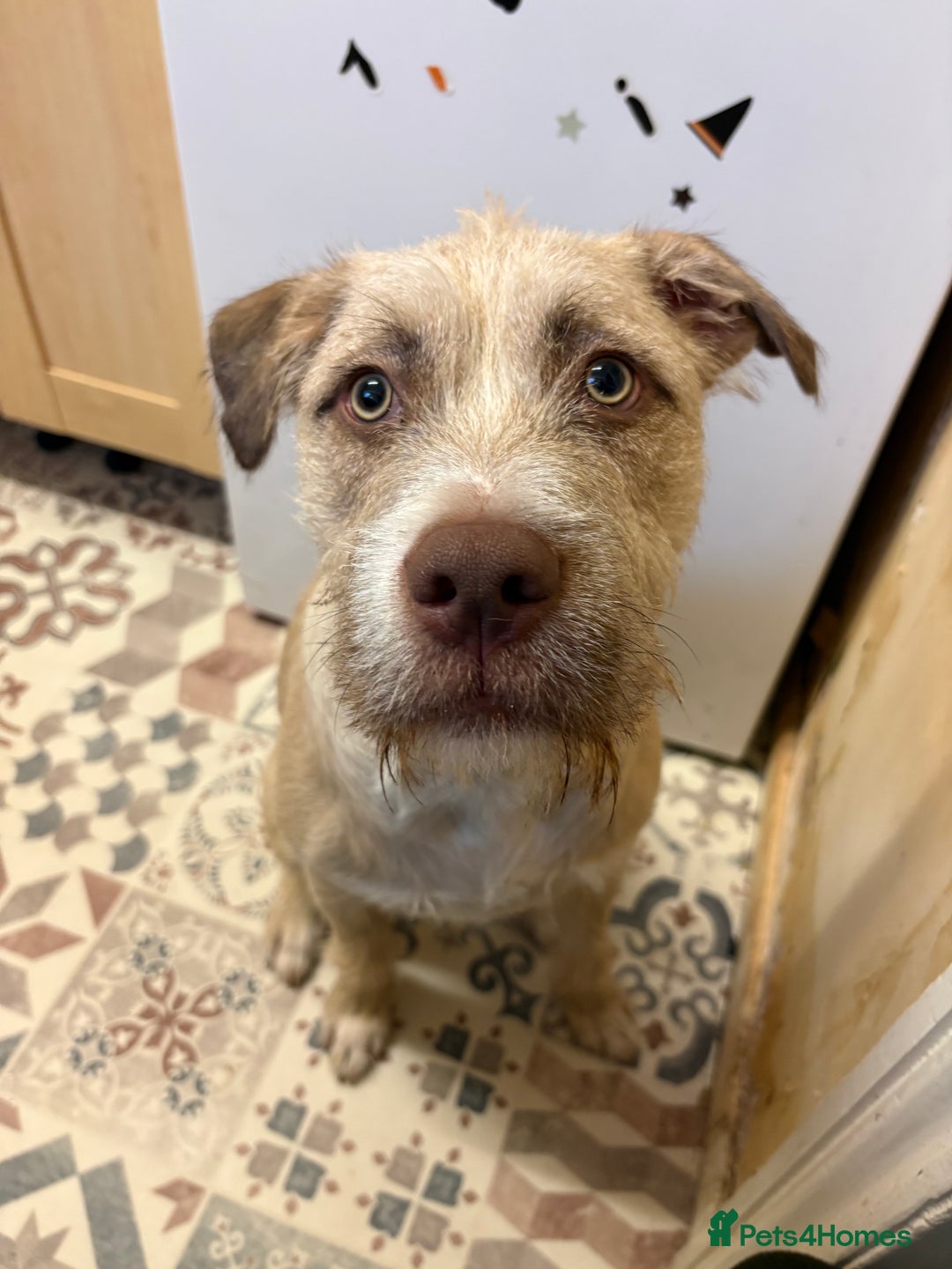 Mixed Breed dogs for sale: 9 month old Wheaten terrier staffy cross  - Advert 4