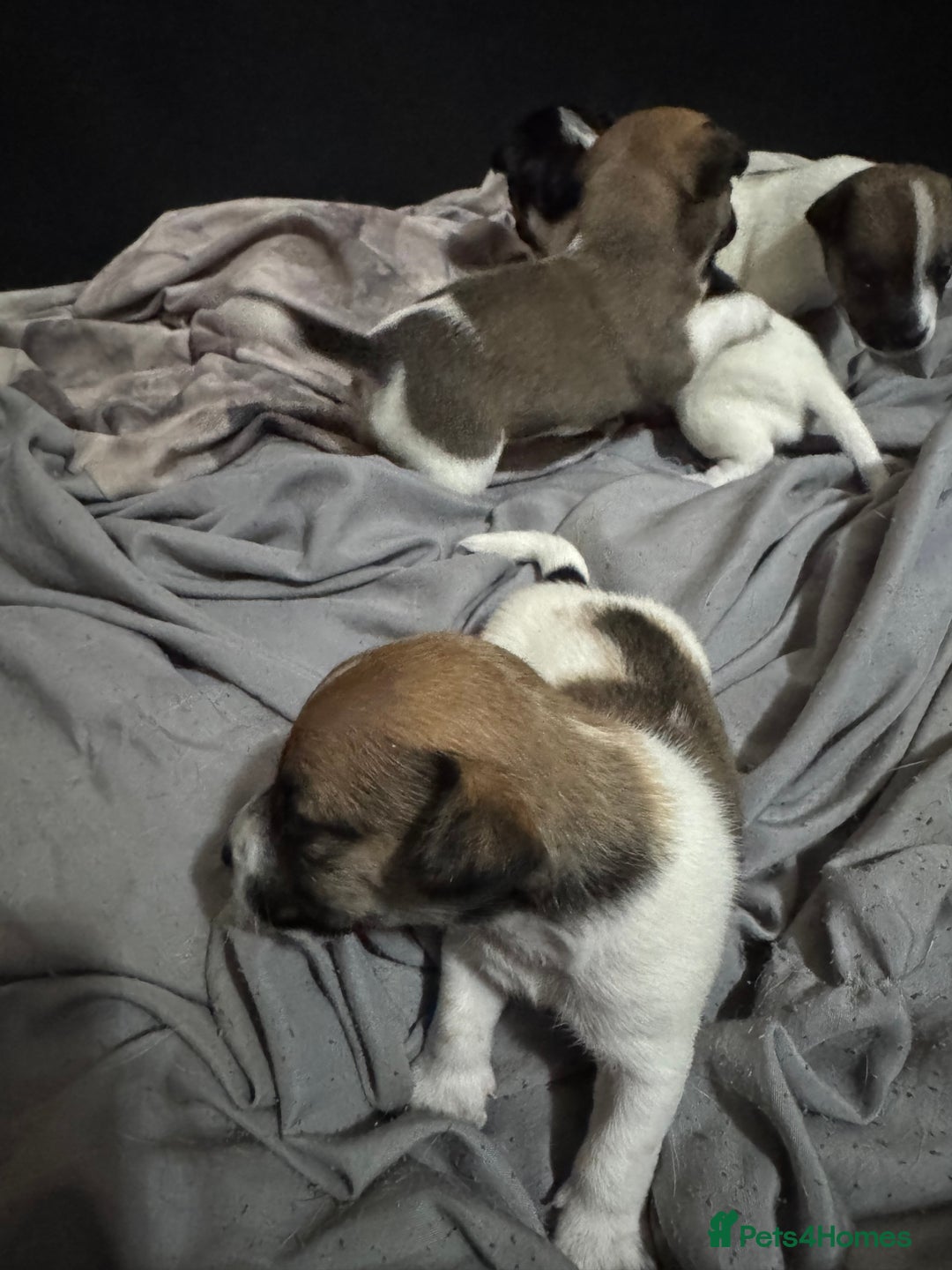 Jack Russell dogs for sale: Jack Russell puppies  - Image 8