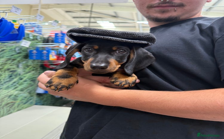 Dachshund dogs - Advert 13