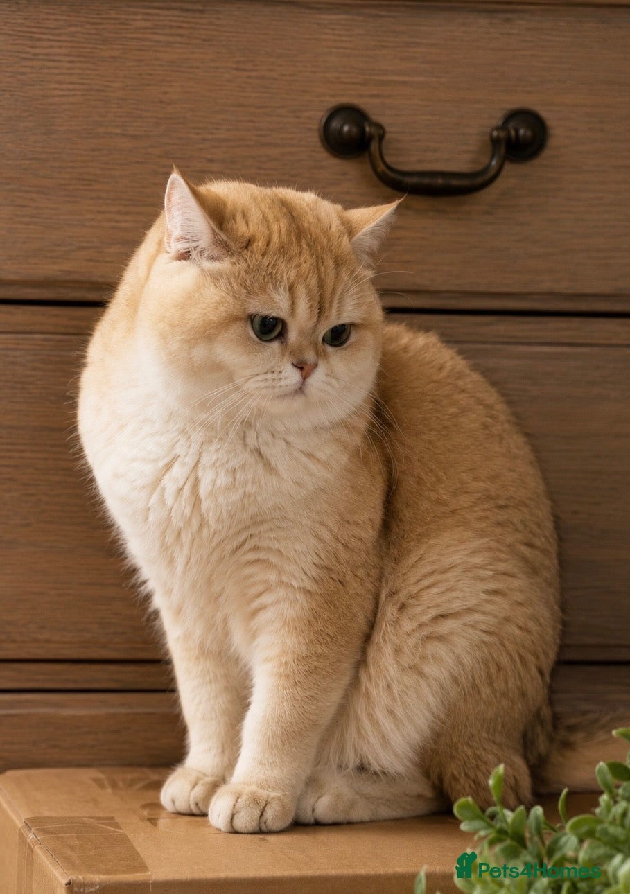 British Shorthair cats for sale: 💙 Ny12 Golden British Shorthair 💙 - Advert 3