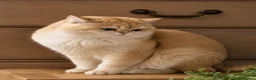 British Shorthair cats for sale: 💙 Ny12 Golden British Shorthair 💙 - Advert 5