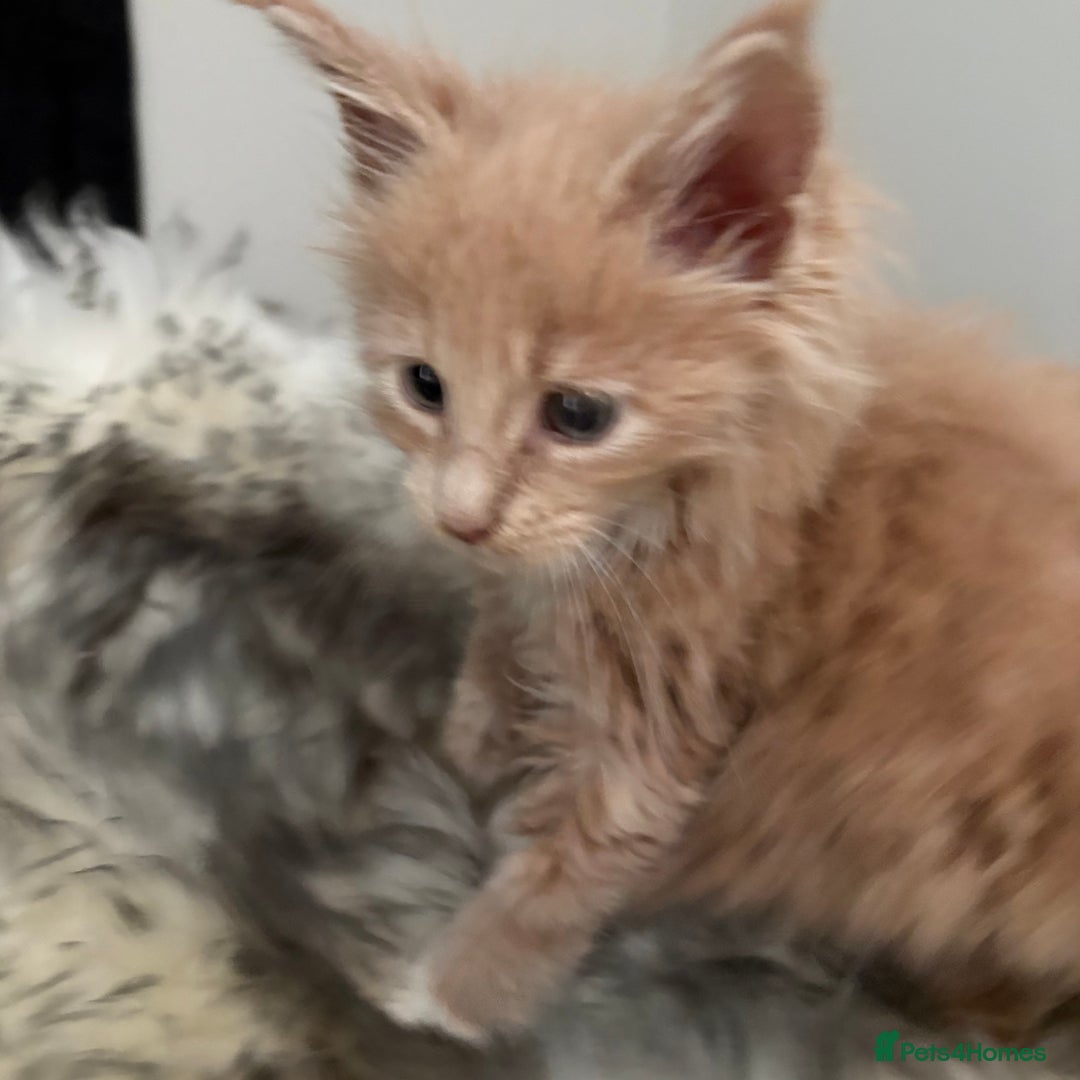 Maine Coon cats for sale: GCCF registered kittens  - Image 13