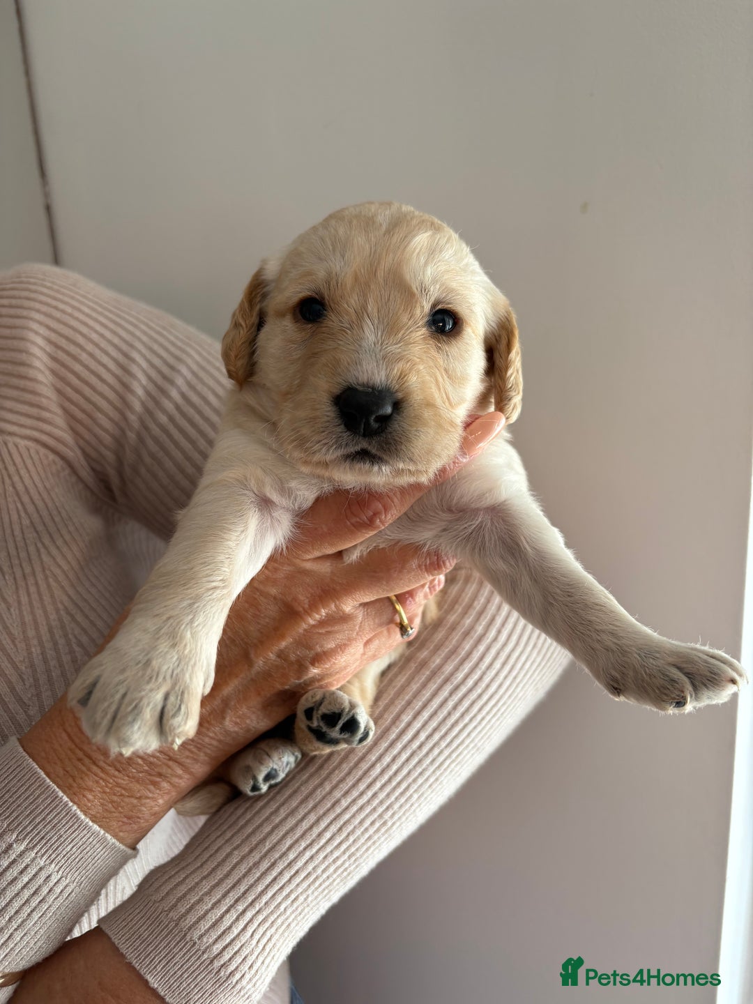 Labradoodle dogs for sale: Miniature Labradoodle Pups - Image 20