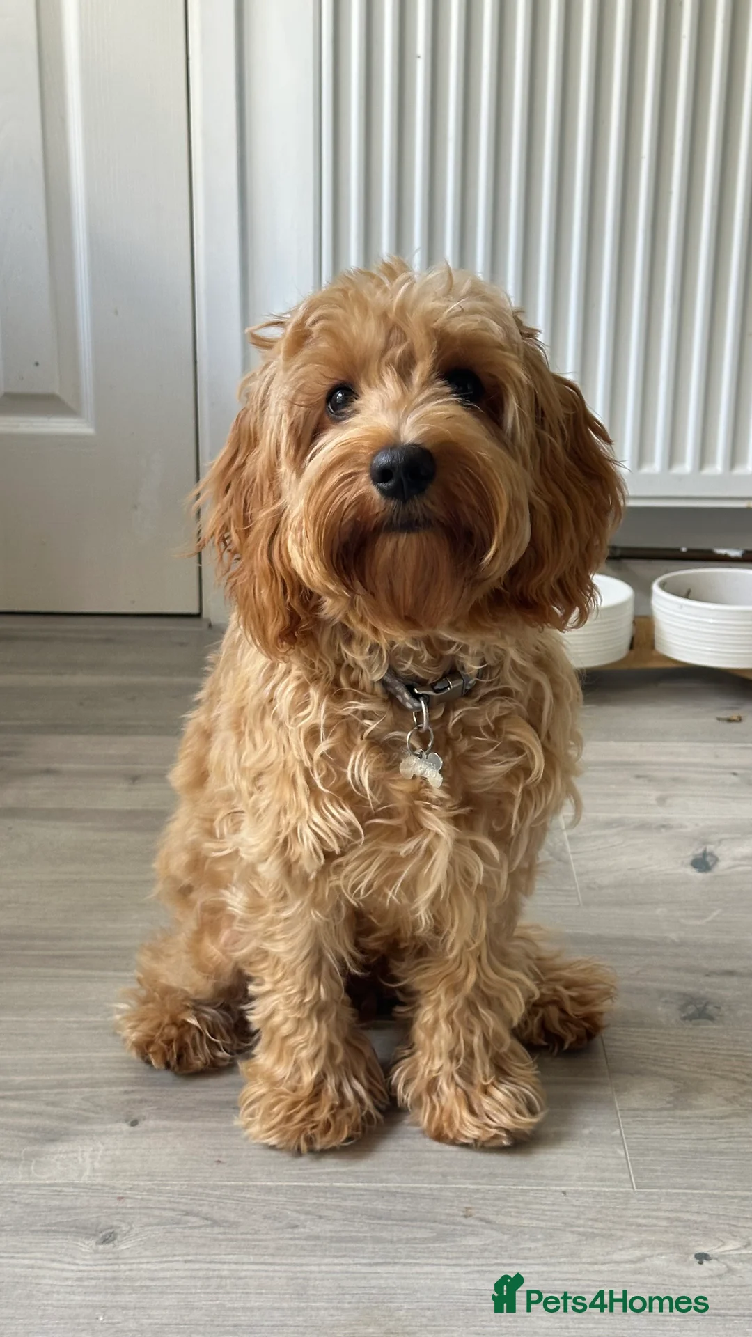 Mixed Breed dogs for sale: Cockapoo Puppy  - Advert 2