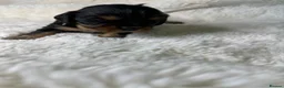 Cavalier King Charles Spaniel dogs for sale: Extensively health tested Puppys  - Advert 14