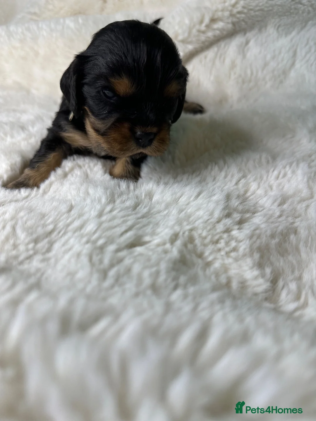 Cavalier King Charles Spaniel dogs for sale: Extensively health tested Puppys  - Advert 14