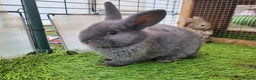 Mixed Breed rabbits for sale: Beautiful Rabbits - READY TO RESERVE - Advert 13
