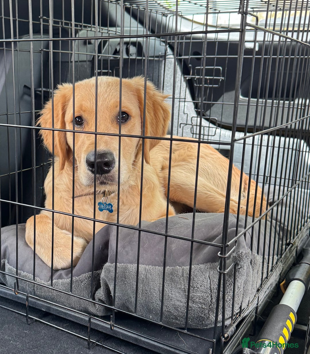 Golden Retriever dogs for sale: Gorgeous golden retriever show quality  - Advert 1