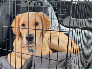 Golden Retriever dogs Gorgeous golden retriever show quality - Advert 1