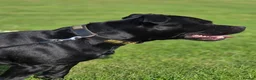 Staffordshire Bull Terrier dogs for stud: Best black stud - Advert 2