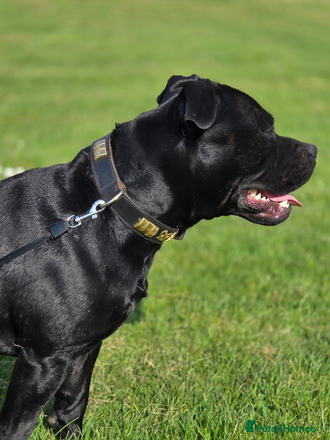 Staffordshire Bull Terrier dogs for stud: Best black stud - Advert 2