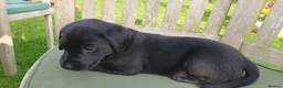 Labrador Retriever dogs for sale: KC FTCh Black Lab Boys - Elite Quality, Ready Now - Advert 15