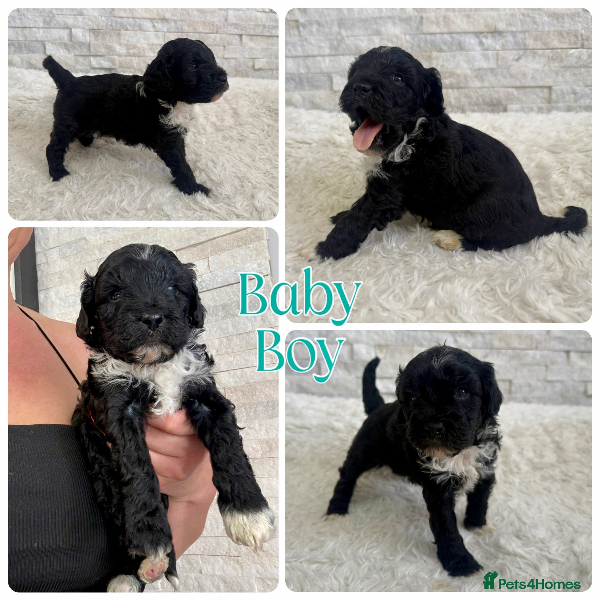 Mixed Breed dogs Fab❤️ Tibetan terrier X Miniature poodle puppies❤️ - Advert 1