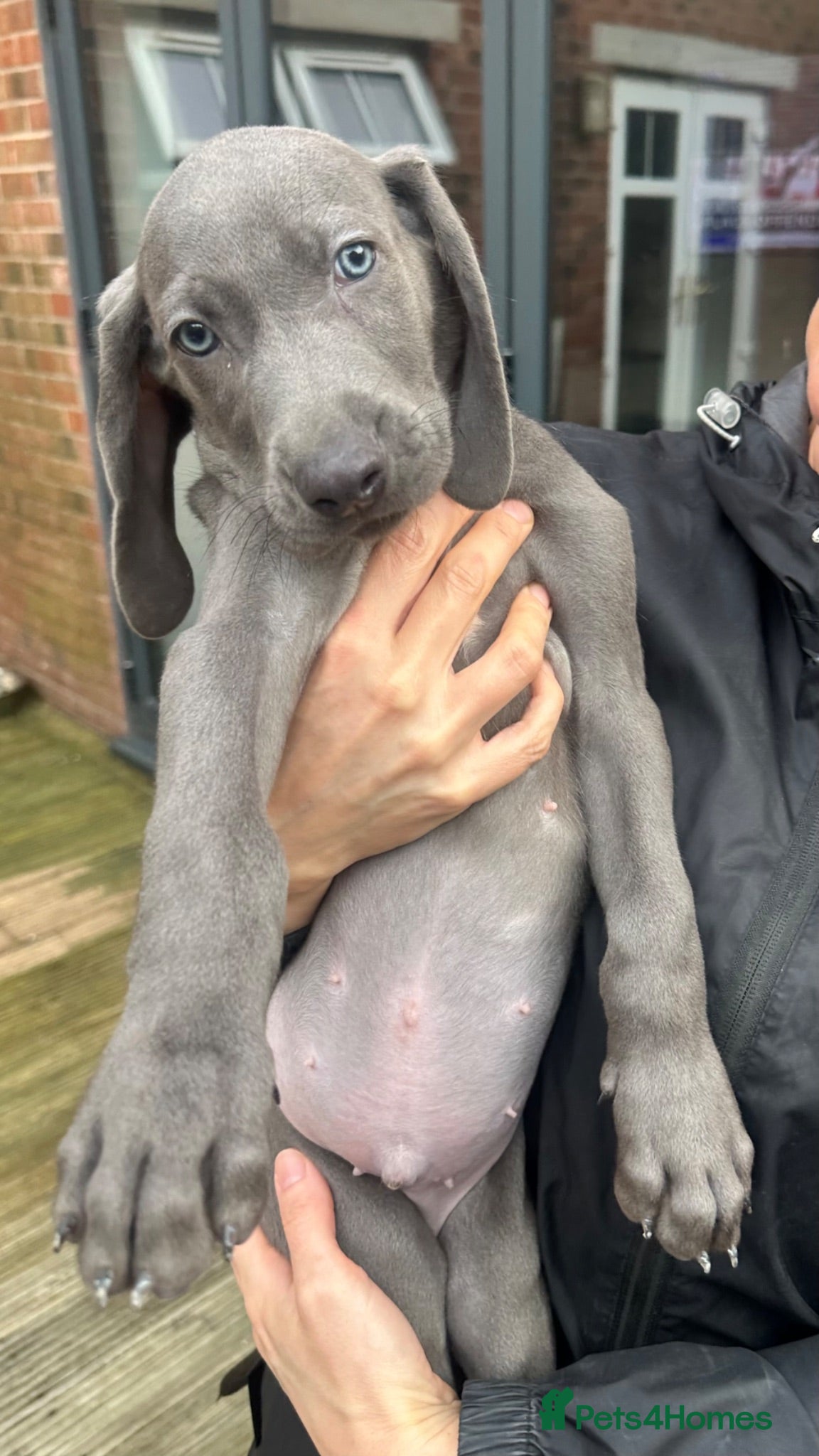 Weimaraner dogs 1 boy - 1 girl available  - Advert 11