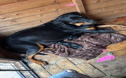 Mixed Breed dogs for sale: Rottie cross lab  - Image 18