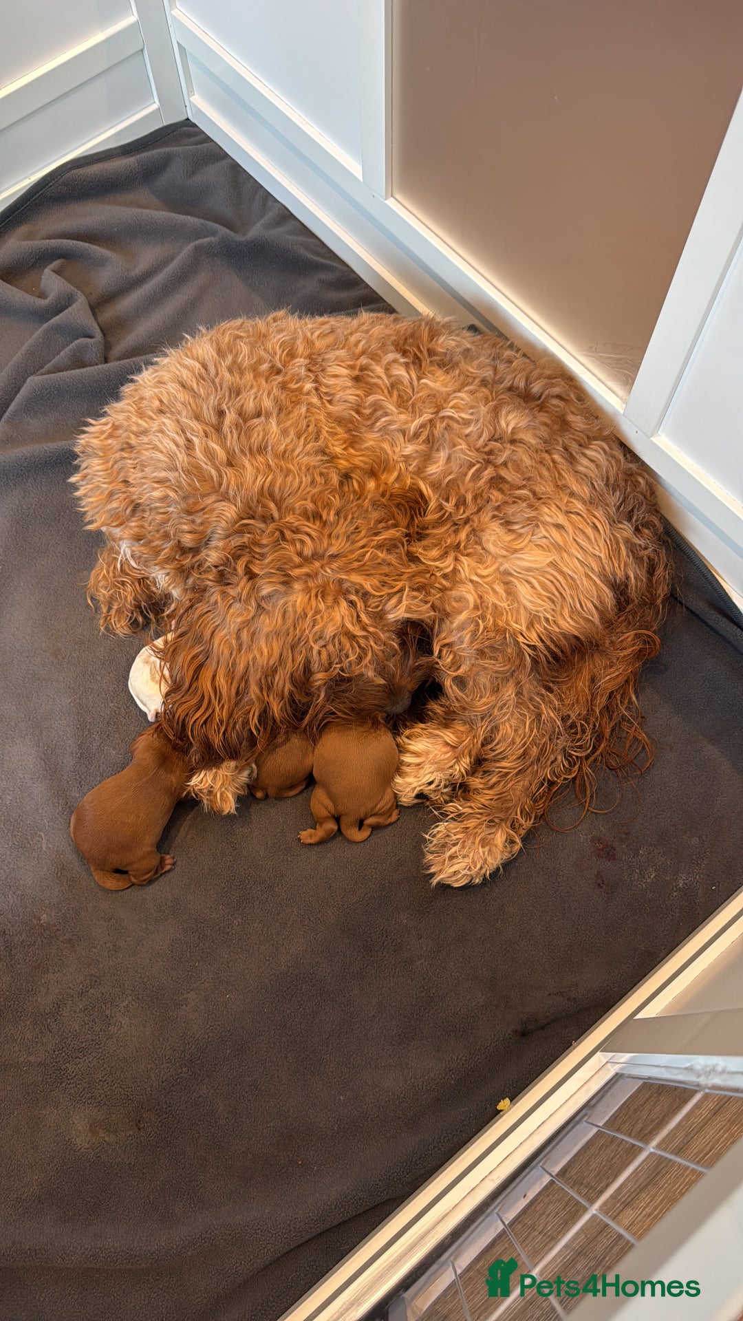 Cavapoo dogs for sale: Cavapoo puppies for sale - Advert 7
