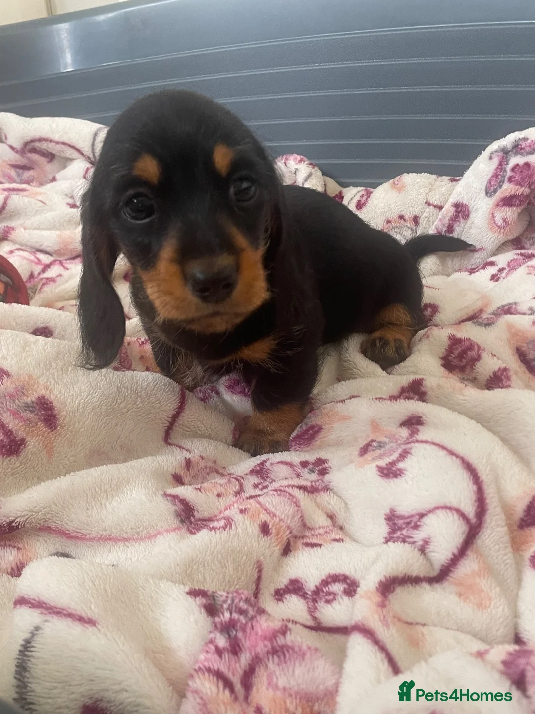 Dachshund dogs for sale: 5 lovely dachshund pups - Advert 25